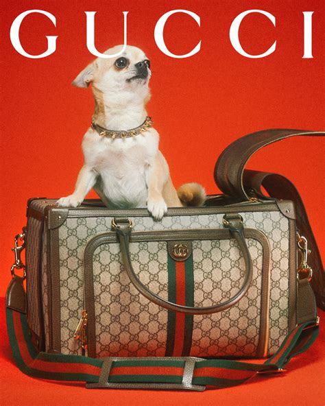 gucci dog poop bag|gucci pet collection.